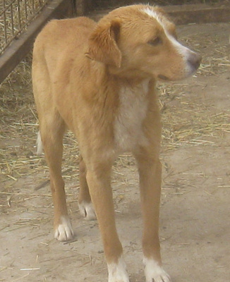 Laurie möchte bei IHNEN sein Glück finden, Mischling - Rüde