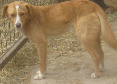 Laurie möchte bei IHNEN sein Glück finden, Mischling - Rüde