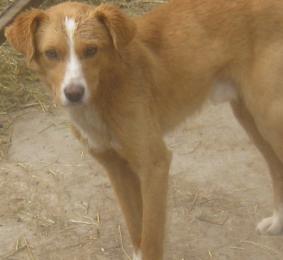 Laurie möchte bei IHNEN sein Glück finden, Mischling - Rüde
