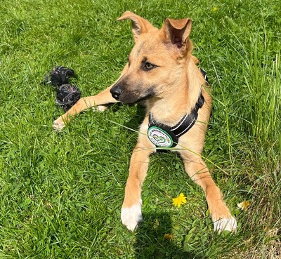 Lavina, Mischling Welpen - Hündin