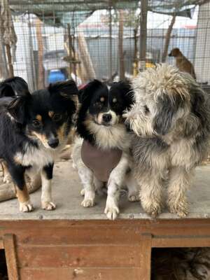Layla möchte die Welt entdecken und endlich dazugehören, Mischling - Hündin