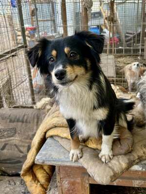 Layla möchte die Welt entdecken und endlich dazugehören, Mischling - Hündin