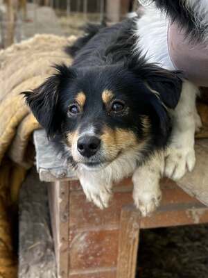 Layla möchte die Welt entdecken und endlich dazugehören, Mischling - Hündin