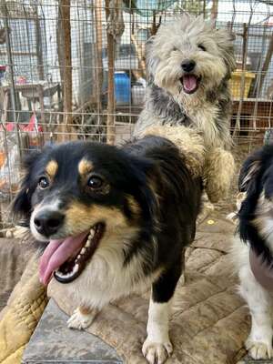 Layla möchte die Welt entdecken und endlich dazugehören, Mischling - Hündin