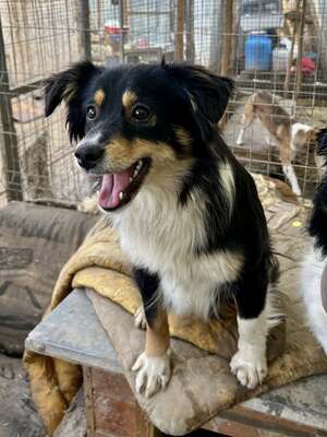 Layla möchte die Welt entdecken und endlich dazugehören, Mischling - Hündin