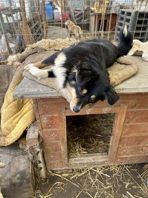 Layla möchte die Welt entdecken und endlich dazugehören, Mischling - Hündin