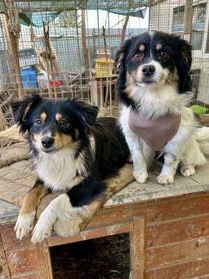 Layla möchte die Welt entdecken und endlich dazugehören, Mischling - Hündin