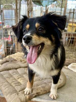 Layla möchte die Welt entdecken und endlich dazugehören, Mischling - Hündin