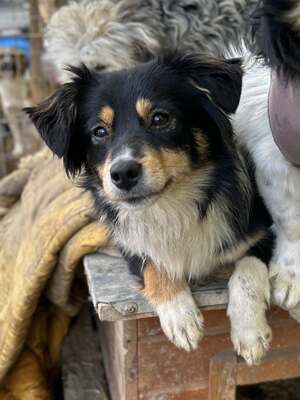 Layla möchte die Welt entdecken und endlich dazugehören, Mischling - Hündin