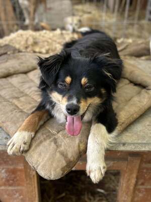 Layla möchte die Welt entdecken und endlich dazugehören, Mischling - Hündin