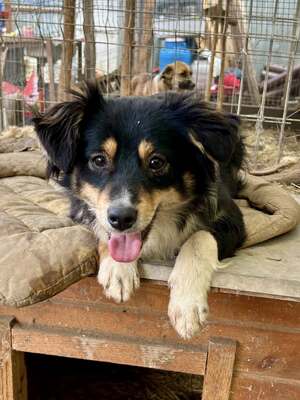 Layla möchte die Welt entdecken und endlich dazugehören, Mischling - Hündin