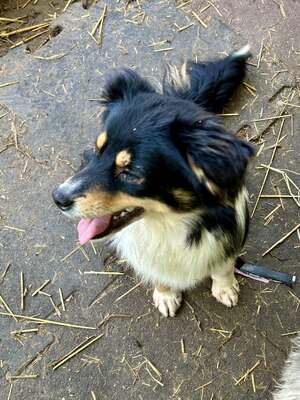 Layla möchte die Welt entdecken und endlich dazugehören, Mischling - Hündin