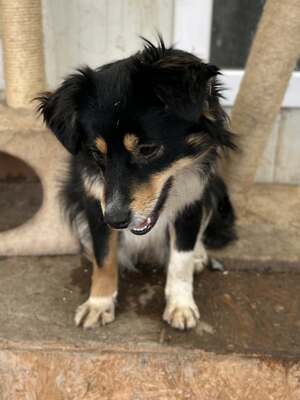 Layla möchte die Welt entdecken und endlich dazugehören, Mischling - Hündin