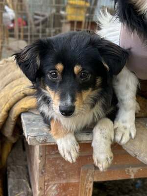 Layla möchte die Welt entdecken und endlich dazugehören, Mischling - Hündin