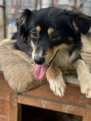 Layla möchte die Welt entdecken und endlich dazugehören, Mischling - Hündin