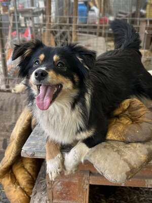 Layla möchte die Welt entdecken und endlich dazugehören, Mischling - Hündin