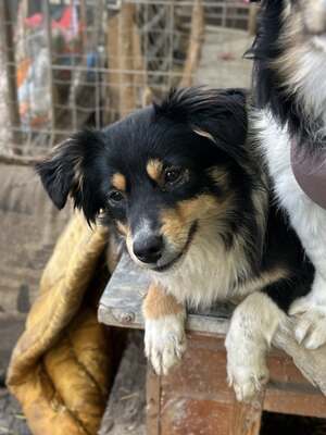 Layla möchte die Welt entdecken und endlich dazugehören, Mischling - Hündin