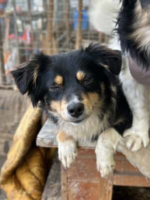 Layla möchte die Welt entdecken und endlich dazugehören, Mischling - Hündin