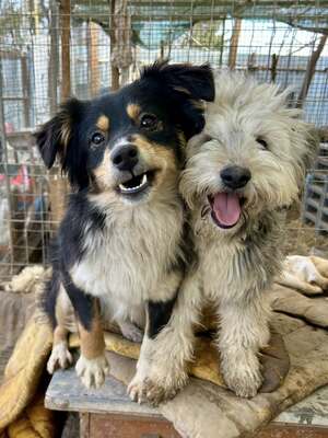 Layla möchte die Welt entdecken und endlich dazugehören, Mischling - Hündin