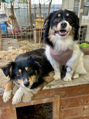 Layla möchte die Welt entdecken und endlich dazugehören, Mischling - Hündin