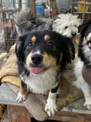 Layla möchte die Welt entdecken und endlich dazugehören, Mischling - Hündin