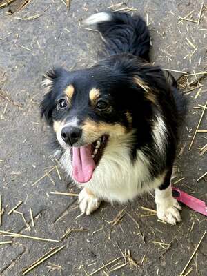 Layla möchte die Welt entdecken und endlich dazugehören, Mischling - Hündin