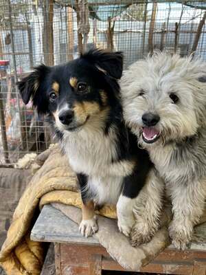 Layla möchte die Welt entdecken und endlich dazugehören, Mischling - Hündin