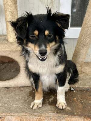 Layla möchte die Welt entdecken und endlich dazugehören, Mischling - Hündin