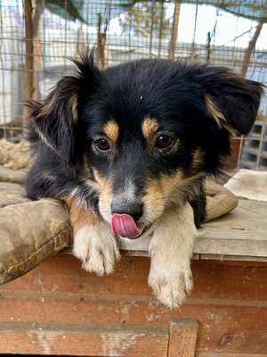 Layla möchte die Welt entdecken und endlich dazugehören, Mischling - Hündin