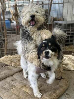 Layla möchte die Welt entdecken und endlich dazugehören, Mischling - Hündin