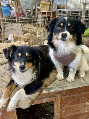 Layla möchte die Welt entdecken und endlich dazugehören, Mischling - Hündin