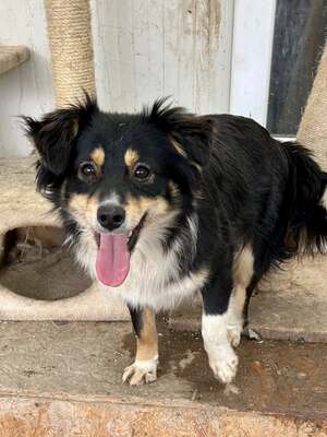 Layla möchte die Welt entdecken und endlich dazugehören, Mischling - Hündin