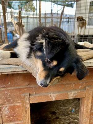 Layla möchte die Welt entdecken und endlich dazugehören, Mischling - Hündin