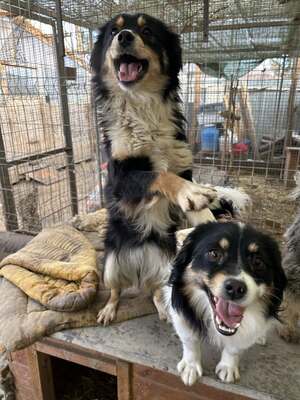 Layla möchte die Welt entdecken und endlich dazugehören, Mischling - Hündin