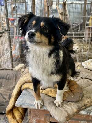 Layla möchte die Welt entdecken und endlich dazugehören, Mischling - Hündin