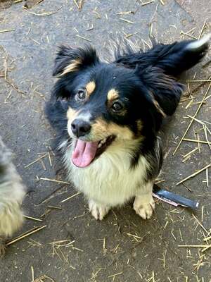 Layla möchte die Welt entdecken und endlich dazugehören, Mischling - Hündin