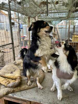 Layla möchte die Welt entdecken und endlich dazugehören, Mischling - Hündin