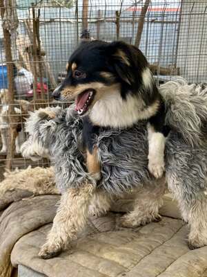 Layla möchte die Welt entdecken und endlich dazugehören, Mischling - Hündin