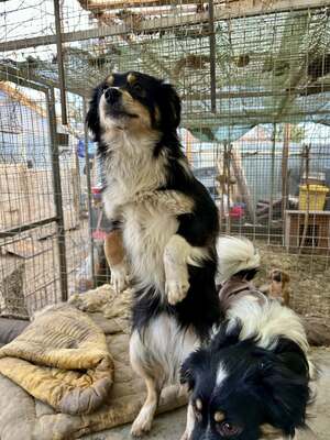 Layla möchte die Welt entdecken und endlich dazugehören, Mischling - Hündin