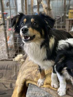 Layla möchte die Welt entdecken und endlich dazugehören, Mischling - Hündin