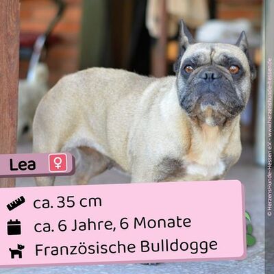 😍 Lea HU Französische Bulldogge Hündin - sehr freundlich und sozial, Französische Bulldogge - Hündin 1