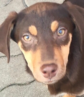 Lea, Lea sucht neues Zuhause - Hündin