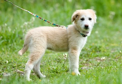 Lea - Liebenswertes Hundemädchen, ca. 3 Monate, Mischling Welpen - Hündin