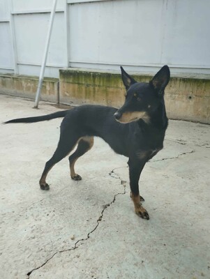 Lea, Mischling - Hündin