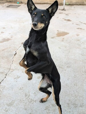 Lea, Mischling - Hündin