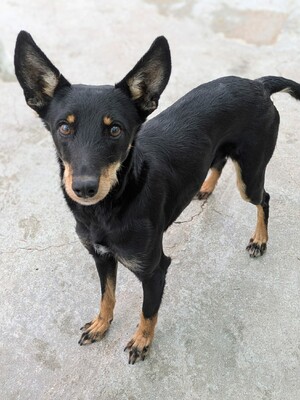 Lea, Mischling - Hündin