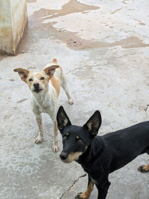 Lea, Mischling - Hündin