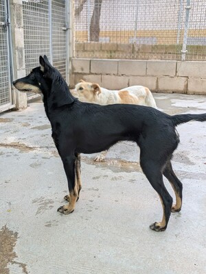 Lea, Mischling - Hündin