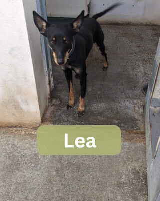 Lea