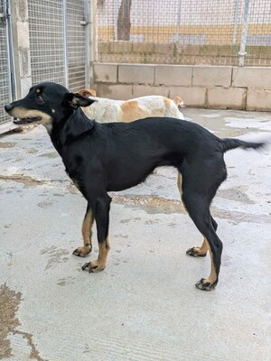 Lea, Mischling - Hündin